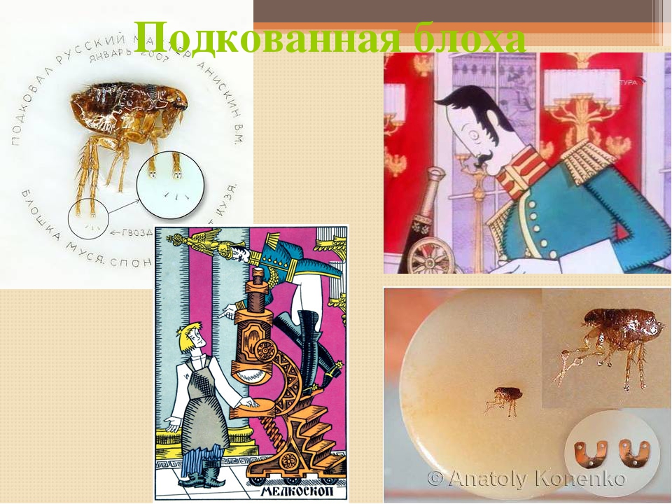 левша 2 блоха